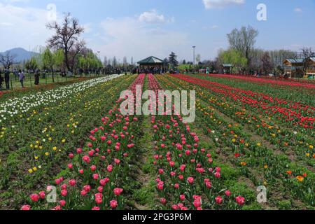 20 mars 2023, Srinagar, Jammu-et-Cachemire, Inde : vue sur le jardin de tulipes du Mémorial Indira Gandhi à Srinagar, le plus grand jardin de tulipes d'Asie, situé entre le lac Dal et les collines de Zabarwan, avec des tulipes colorées en pleine floraison. (Credit image: © Adil Abbas/ZUMA Press Wire) USAGE ÉDITORIAL SEULEMENT! Non destiné À un usage commercial ! Banque D'Images