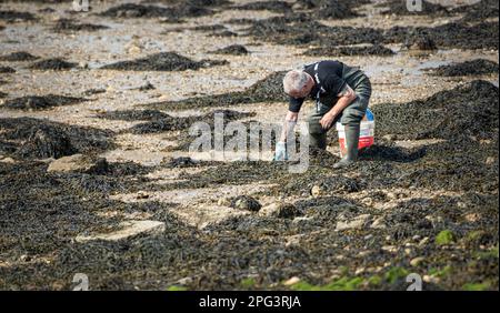 Homme en bord de mer à proximité des lits d'huîtres désaffectés dans le port de Langstone, Hampshire, Royaume-Uni Banque D'Images