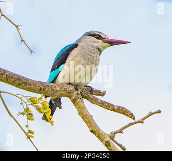 Woodland Kingfisher Banque D'Images