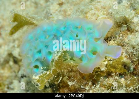 Elysia crispata, Salat-Saftstarier, Banque D'Images