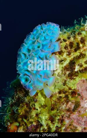 Elysia crispata, Salat-Saftstarier, Banque D'Images