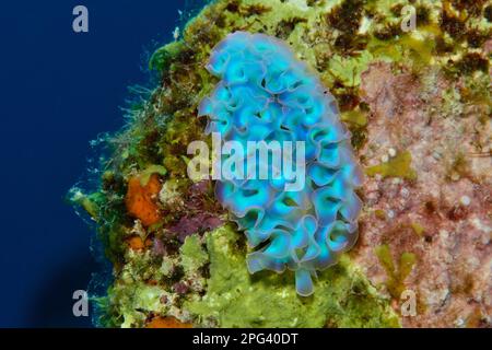 Elysia crispata, Salat-Saftstarier, Banque D'Images