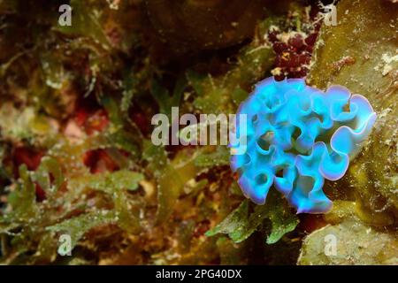 Elysia crispata, Salat-Saftstarier, Banque D'Images