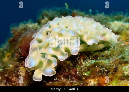 Elysia crispata, Salat-Saftstarier, Banque D'Images