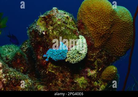 Elysia crispata, Salat-Saftstarier, Banque D'Images
