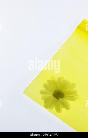 Une fleur de pâquerette emballée dans du plastique jaune sur un fond blanc. Banque D'Images