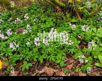 Délicates fleurs de printemps rose tendre de la plante forestière vivace, Cardamine quinquefolia, cinq feuilles de coucou Banque D'Images