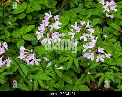 Délicates fleurs de printemps rose tendre de la plante forestière vivace, Cardamine quinquefolia, cinq feuilles de coucou Banque D'Images