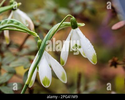 Les pétales extérieurs à bout vert distinguent la goutte d'eau à fleurs de la fin de l'hiver, Galanthus nivalis 'Warei' Banque D'Images