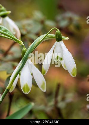 Les pétales extérieurs à bout vert distinguent la goutte d'eau à fleurs de la fin de l'hiver, Galanthus nivalis 'Warei' Banque D'Images