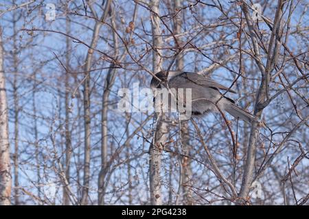 Canada Jay (Perisoreus canadensis) à l'extérieur de Churchill, Manitoba, Canada en hiver. Banque D'Images