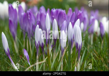 Crocus naturalisé dans une pelouse Banque D'Images