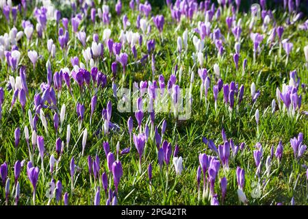 Crocus blanc et violet naturalisé dans une pelouse Banque D'Images