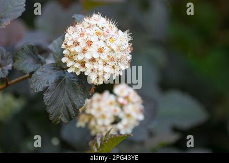 Physocarpus opulifolius Diabolo, aboiement nain Diabolo, arbuste décidus violet profond, feuilles à trois lobes. grappes de petites fleurs blanches/roses Banque D'Images