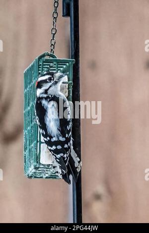 Un pic à bois descendant s'accrochant à un nourrissant de suet de cour tout en mangeant un jour d'hiver à Taylors Falls, Minnesota, États-Unis. Banque D'Images