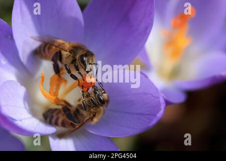 Deux abeilles se nourrissant d'une fleur de crocus bleu, presque miroir Banque D'Images