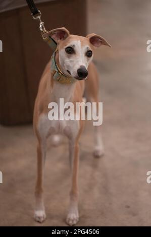 Chien de compagnie au Celtic Dog Show, York PA Banque D'Images