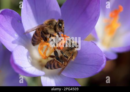 Deux abeilles se nourrissant d'une fleur de crocus bleu, presque miroir Banque D'Images