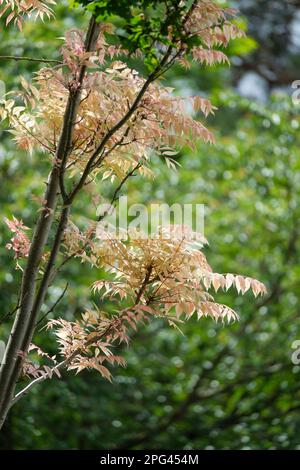 Toona sinensis Flamingo, cèdre chinois Flamingo, feuillage de printemps rose saumon, pétillant à jaune crème, Banque D'Images