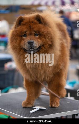 Chow Chow au Celtic Dog Show, York, Pennsylvanie Banque D'Images