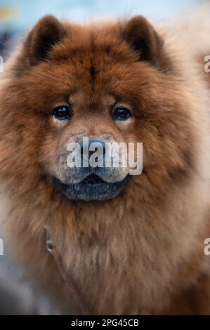 Chow Chow au Celtic Dog Show, York, Pennsylvanie Banque D'Images