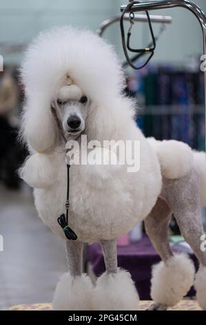 Poodle au Celtic Dog Show York PA Banque D'Images