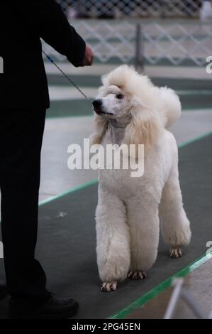 Standard Poodle au Celtic Dog Show York PA Banque D'Images