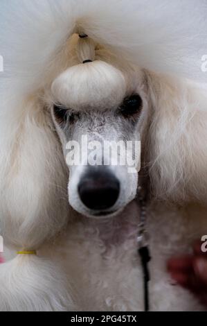 Poodle au Celtic Dog Show York PA Banque D'Images