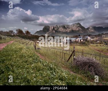 Les caves à vin de Tokara et le restaurant avec les montagnes franschhoek en arrière-plan. Le domaine viticole de Tokara se trouve sur le col Helshoogte entre St Banque D'Images