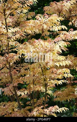 Toona sinensis Flamingo, cèdre chinois Flamingo, feuillage de printemps rose saumon, pétillant à jaune crème, Banque D'Images