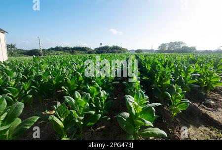 Vue sur la plantation de tabac dans la vallée de Vinales pendant la journée. Une petite ville située dans la partie ouest de Cuba et la maison de tabac de Cuba. Banque D'Images