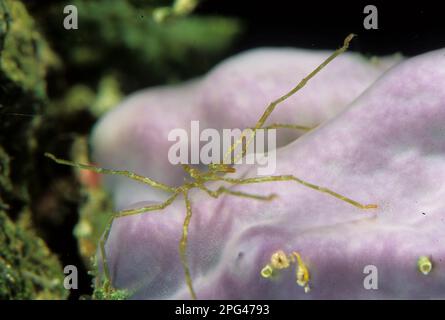 Pantopod Pycnogonid, araignée de mer. Mer Méditerranée, Sardaigne Banque D'Images