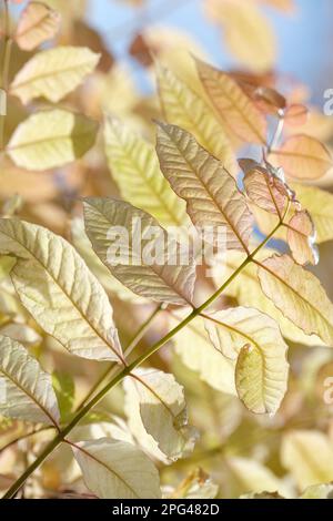 Toona sinensis Flamingo, cèdre chinois Flamingo, feuillage de printemps rose saumon, pétillant à jaune crème, Banque D'Images