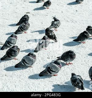 Stavanger, Norvège, 10 mars 2023, Une fée de Pigeons sauvages sur un terrain couvert de neige en hiver centre-ville de Stavanger sans personne Banque D'Images