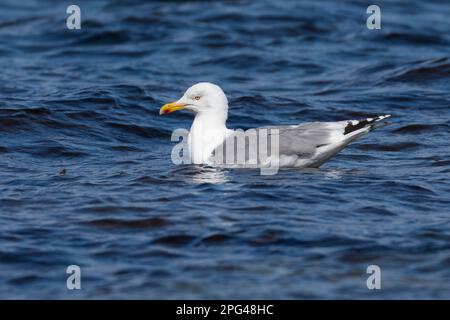 Silbermöwe, Silber-Möwe, Möwe, Möwen, Silbermöve, Larus argentatus, goéland argenté, goéland argenté européen, goéland, goélands, le goéland Banque D'Images