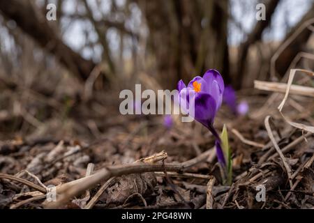 Iris violet et jaune sauvage - Crocus heuffelianus décoloré - fleurs poussant à l'ombre, herbe sèche et feuilles autour Banque D'Images