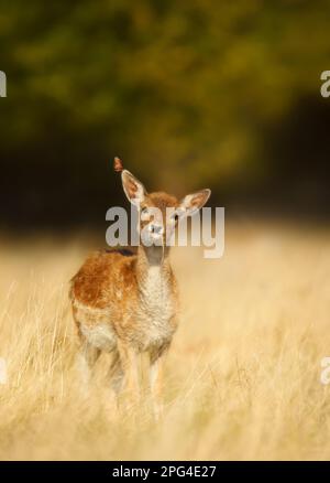 Gros plan d'un veau de cerf en jachère avec un papillon sur une oreille dans un pré en été, au Royaume-Uni. Banque D'Images