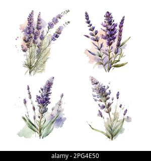Lavande. Ensemble de fleurs de lavande aquarelle et de symboles sur fond blanc, bleu marine. Illustration vectorielle. Décoration florale dessinée à la main Illustration de Vecteur
