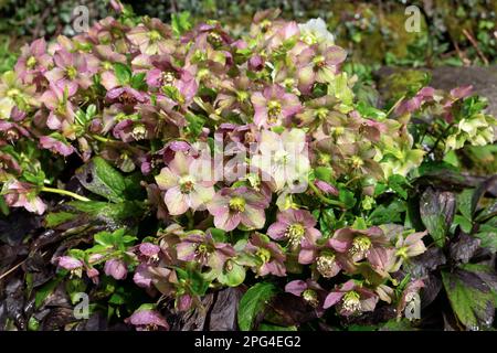 Rose dusky hellebore floraison en fleur dehors en mars jardin de printemps pays de Galles Carmarthenshire Grande-Bretagne Royaume-Uni KATHY DEWITT Banque D'Images