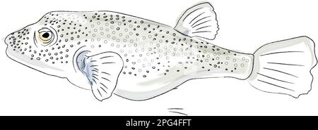 Illustration des espèces marines de la faune et de la flore vecteur d'aquarelle du poisson Puffer Illustration de Vecteur