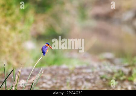 Un kingfisher malachite, Corythornis cristatus, sur une rive du Masai Mara, au Kenya. Banque D'Images