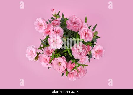 Vue de dessus des fleurs roses de Dianthus sur fond rose Banque D'Images