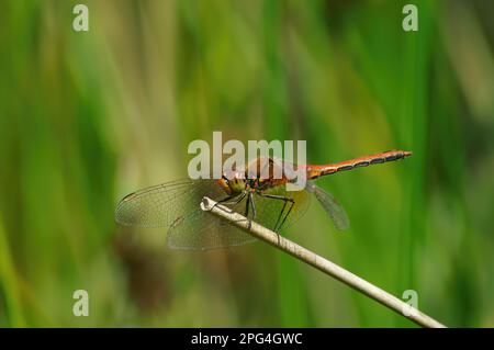 Gros plan naturel coloré sur le mâle rouge du dard jaune, Sympetrum flaveolum, sur fond vert Banque D'Images