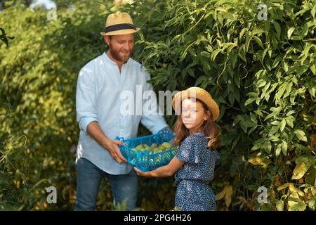 Un père souriant dans un chapeau de paille donne à une fille une boîte avec une récolte de fruits de passion dans ses mains. La famille travaille ensemble dans le jardin. Le concept de Banque D'Images