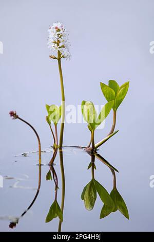 Bogbean / sarrasin (Menyanthes trifoliata), fleur aquatique blanche qui fleurit dans l'étang à tourbières au printemps Banque D'Images