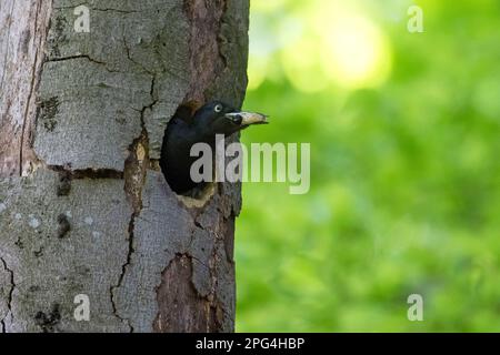 Pic à bois noir (Dryocopus martius) femelle enlevant le sac fécal de poussin / sac fécal avec les fèces du trou de nid dans l'arbre de hêtre en forêt au printemps Banque D'Images