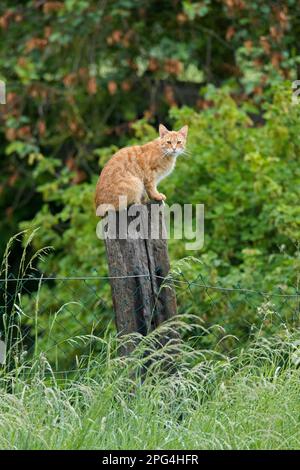 Chat domestique assis à l'extérieur sur le montant en bois de la clôture de jardin Banque D'Images