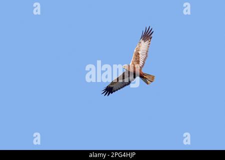 Harrier de marais eurasien / harrier de marais occidental (Circus aeruginosus) mâle en vol contre le ciel bleu Banque D'Images