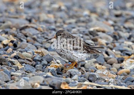 Pondeuses pourpres (Calidris maritima) dans le plumage de reproduction montrant des couleurs de camouflage sur la toundra arctique en été, Spitsbergen / Svalbard, Norvège Banque D'Images