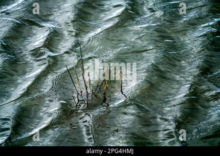 Herbe inondée, vagues sur la rivière Weser avec des réflexes solaires, Wesertal, Weserbergland; Allemagne Banque D'Images